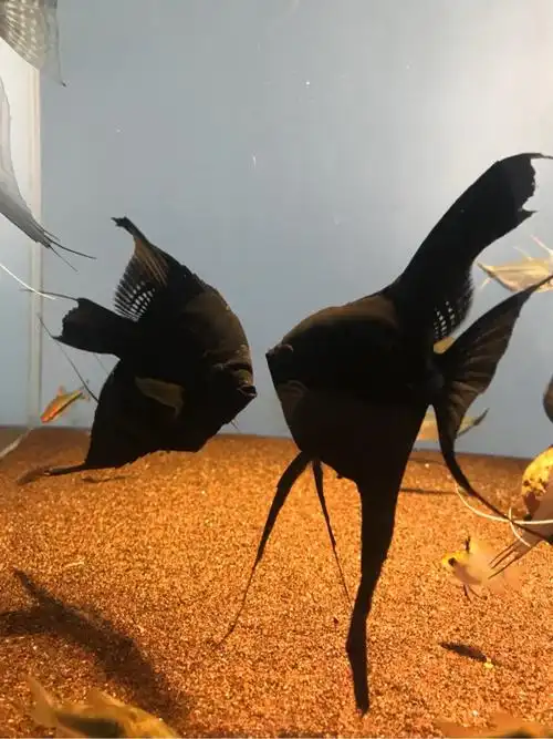 麻烦鱼友们帮忙鉴定一下这条燕鱼墨燕是公还是母