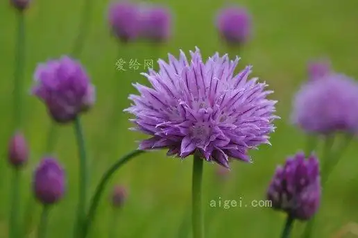 韭菜, 开花, 布鲁姆, 紫色, 紫花, 自然(chives, blossom, bloom