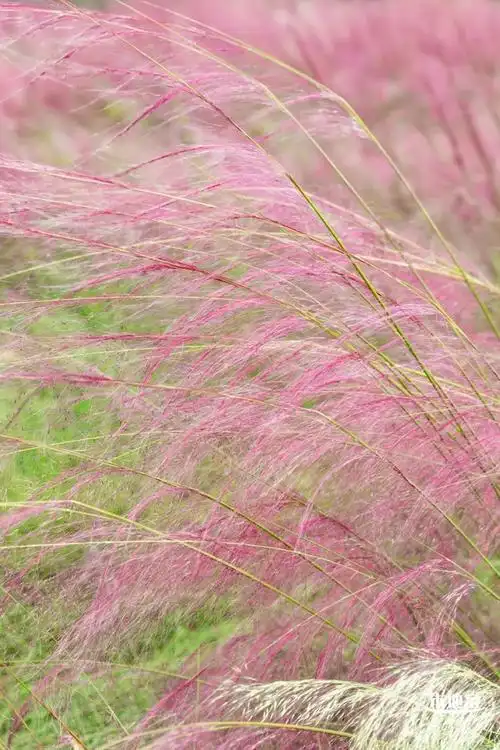 深圳一大片粉色花海盛开!免费免预约