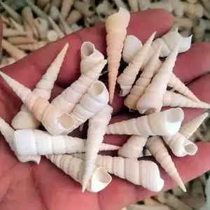 天然海螺贝壳白色钉锥螺长旋螺宝塔螺竹笋螺贝壳海螺水族造景摆件