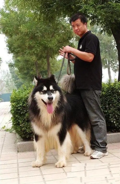 麻烦行家看看这阿拉斯加犬怎么样,两个多月11.5斤