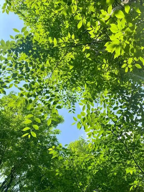 树是天空的脉搏99