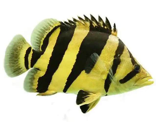 天龙地虎,龙鱼和虎鱼的混养方法