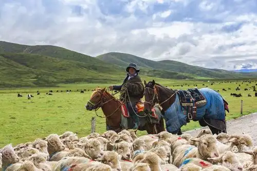 2020青海之旅 遇上草原放牧藏民 楼凯容摄影