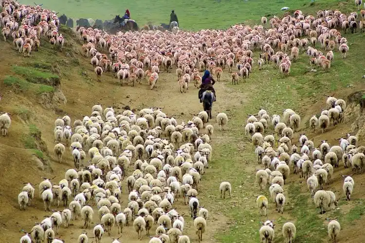 会放羊,就会管理