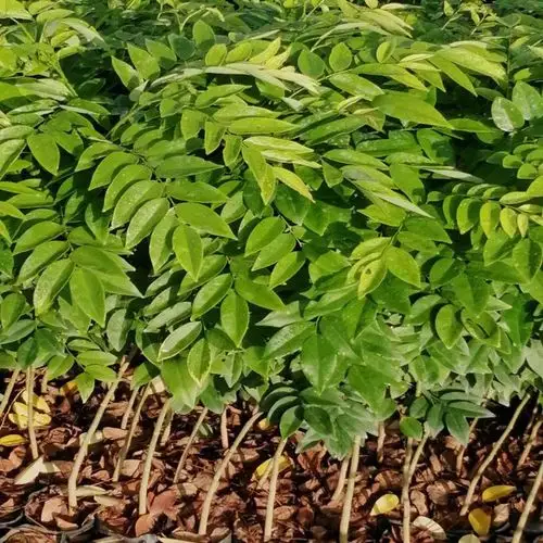 苗场黄花梨树苗正宗黄花梨木苗降香黄檀花梨母名贵黄花梨树种庭院绿植