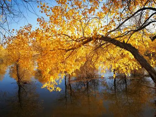 大西北胡杨林之旅之〈一〉美景篇