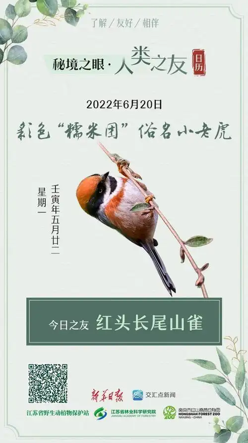 野生玉面小白狐狸(秘境之眼人类之友)(1)