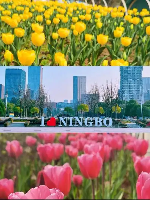 院士公园的郁金香开啦