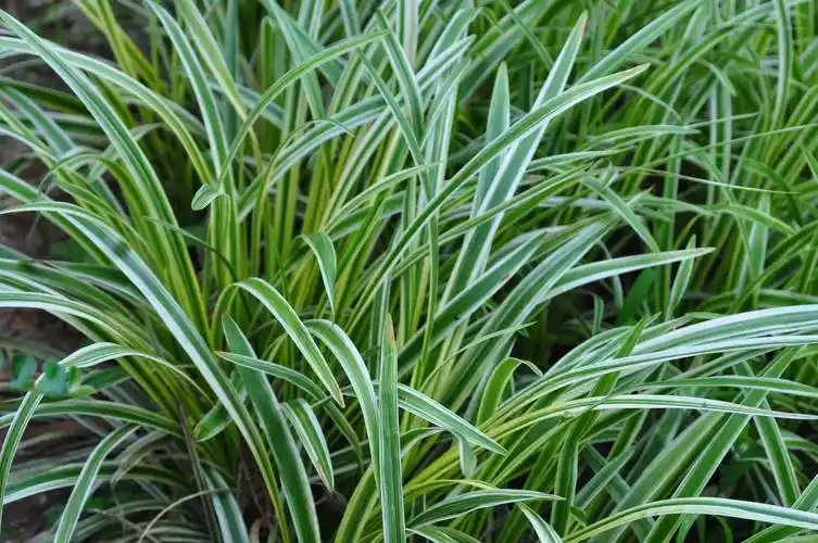 我见到的山东本土植物和园林栽培植物(306-1)金边阔叶山麦冬