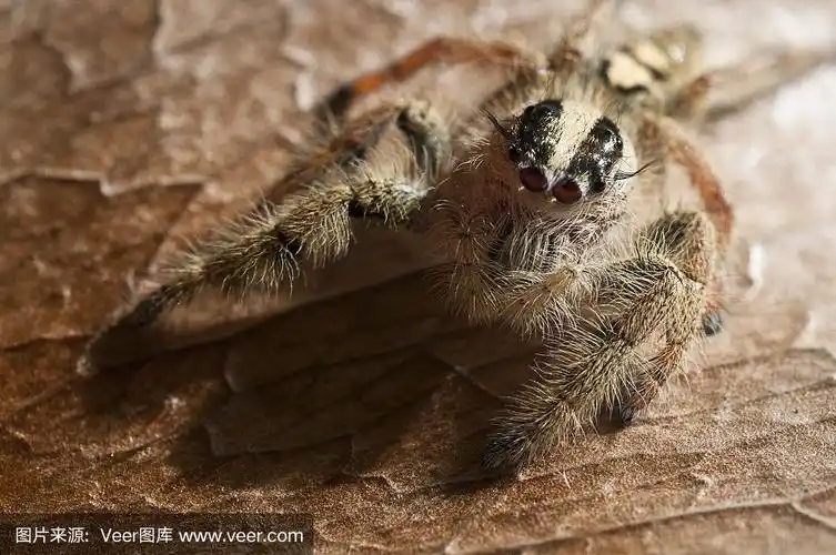 可爱的毛蜘蛛