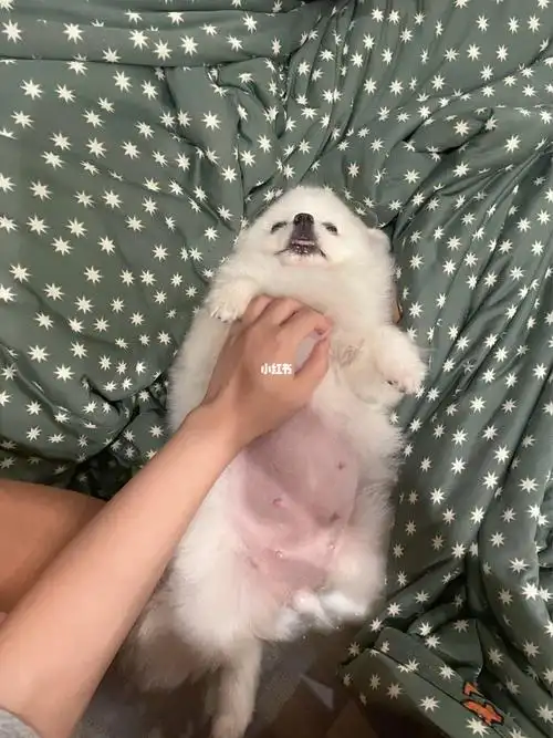 我的小博美怀孕55天啦