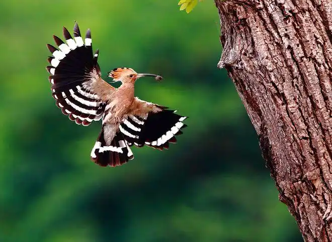 事实上,戴胜是最好认的鸟,即使它离你很远,只要看到黄脖子,黑白花翅膀