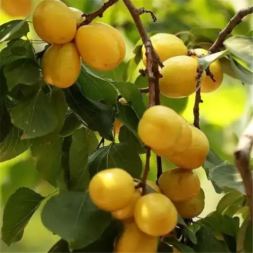 供应一公分珍珠油杏苗一公分杏树苗