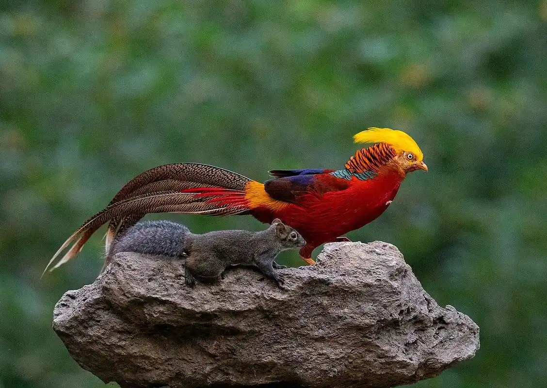 红腹锦鸡,它们美丽的羽毛和优雅的姿态,让我们感受到大自然的神奇和