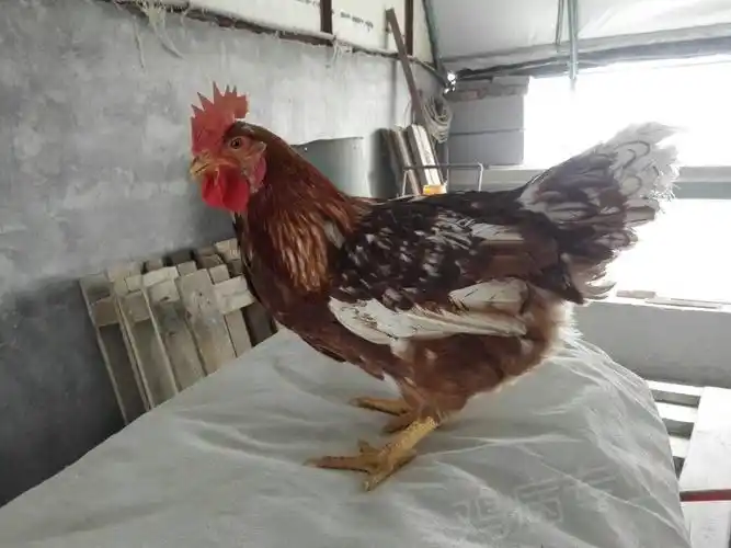 伊莎褐长这个样子正常吗有很多花羽的