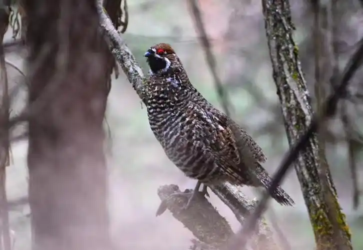 青海雉科鸟类亚种分布概述