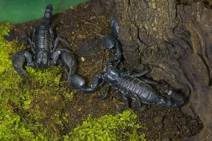 黑色的蝎子高清图片