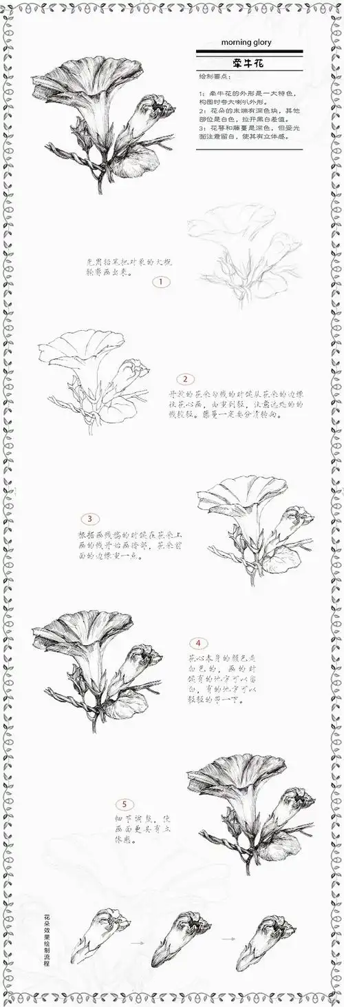 【第五课】牵牛花