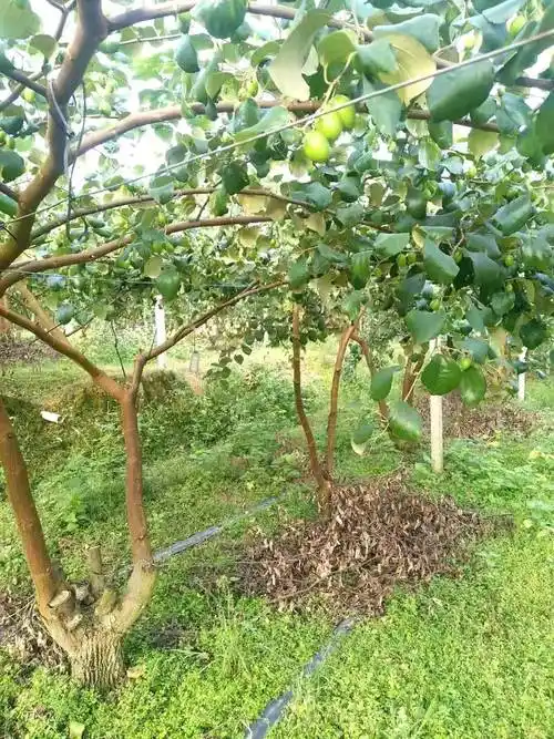 首页 隆安县古潭乡凌瑞和大青枣种植园 新闻资讯 台湾大青枣苗一棵4