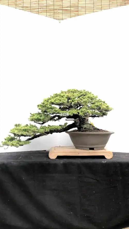 日本盆景虾夷松