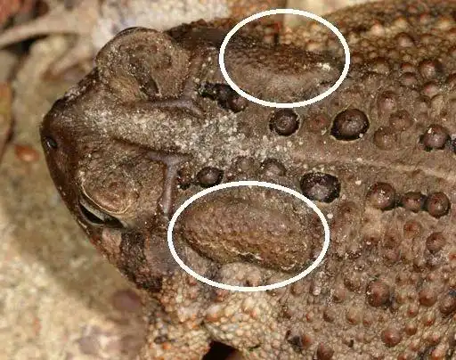 蟾蜍科(bufonidae)的已知成员有几百种,毒液是它们抵御捕食者的武器.