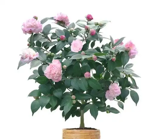 盆栽茶花,难怪天天掉叶子开不了花,五点值得注意,别忽视