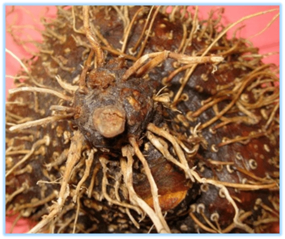 中药知识必学黄药子