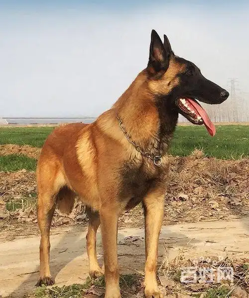 赛级马犬出售保纯种保健康可视频选狗可上门自提