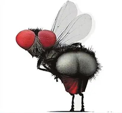 苍蝇性感的屁股