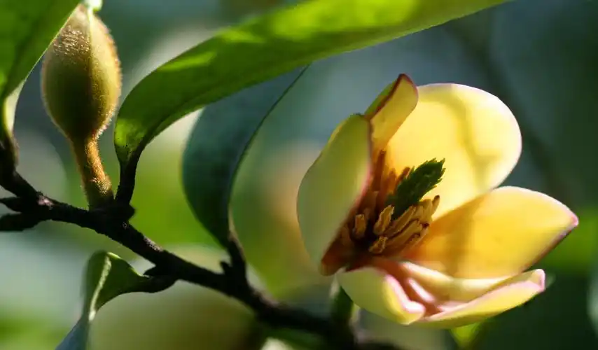 金叶含笑在绿化中的运用