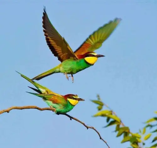 百灵鸟虽小,当展翅翱翔于天际,优美的歌声穿透云端!