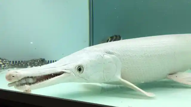 白化幽灵火箭忍痛已经出了这吃货.