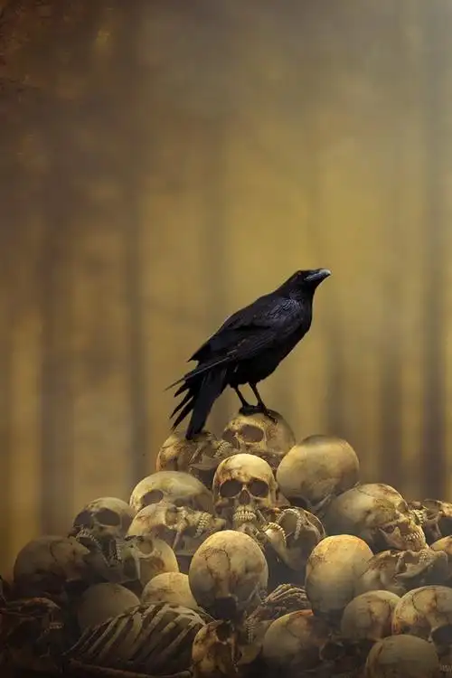 壁纸 乌鸦,头骨 2560x1600 hd 高清壁纸, 图片, 照片