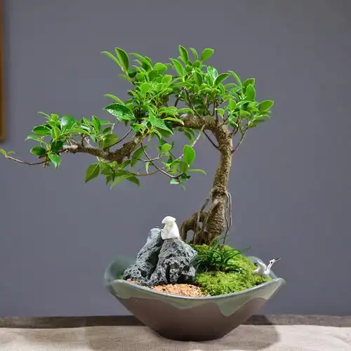 小叶榕树盆景造型绿植室内虎皮榕办公桌盆栽植物室内好养四季常青