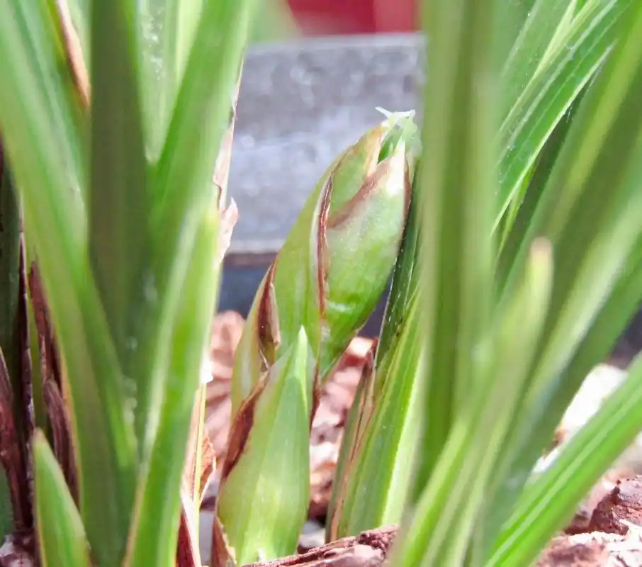 蕙兰老上海花苞