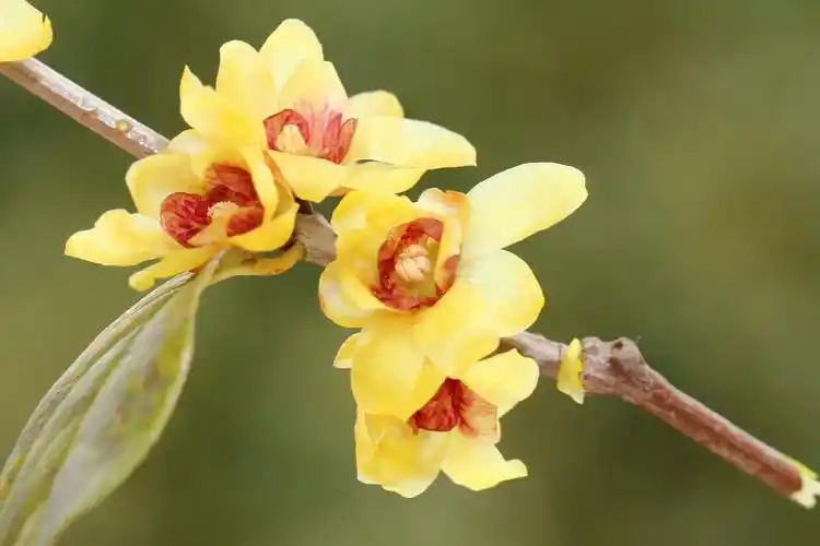 腊梅花的养殖方法和注意事项,腊梅花的养殖方法和注意事项五月的腊梅