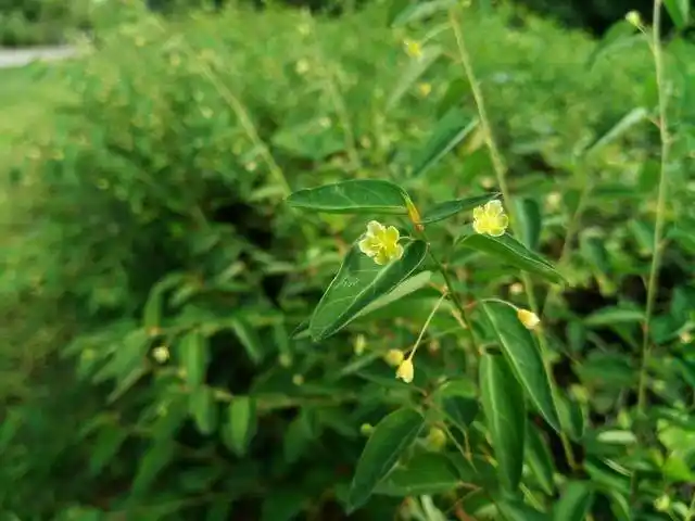东风渠畔之雀儿舌头