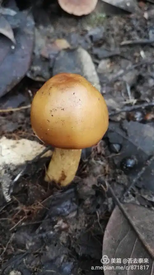 毒菇:黄菇,又名黄落伞