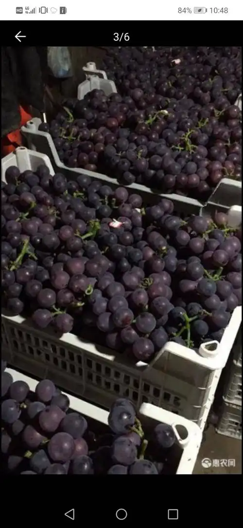 浙江巨峰葡萄