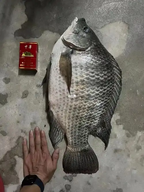 钓过这么大的罗非鱼吗细狗行不行呀细狗