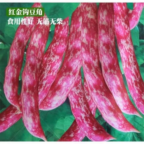东北红金钩油豆种子春秋季四季豆角种籽黄金勾芸豆种孑蔬菜种子