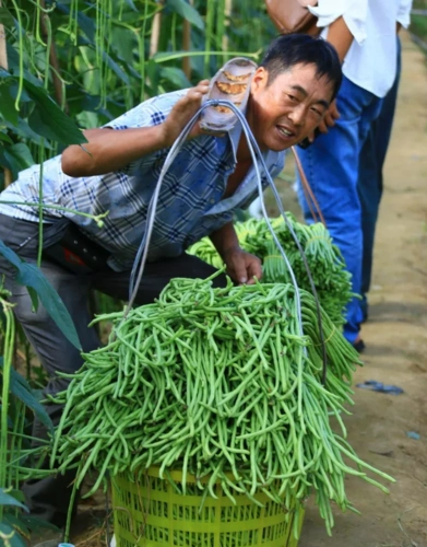 肥沃的土地上,种植着豇豆,茄子,丝瓜,当地农户林伟正忙着采摘豇豆