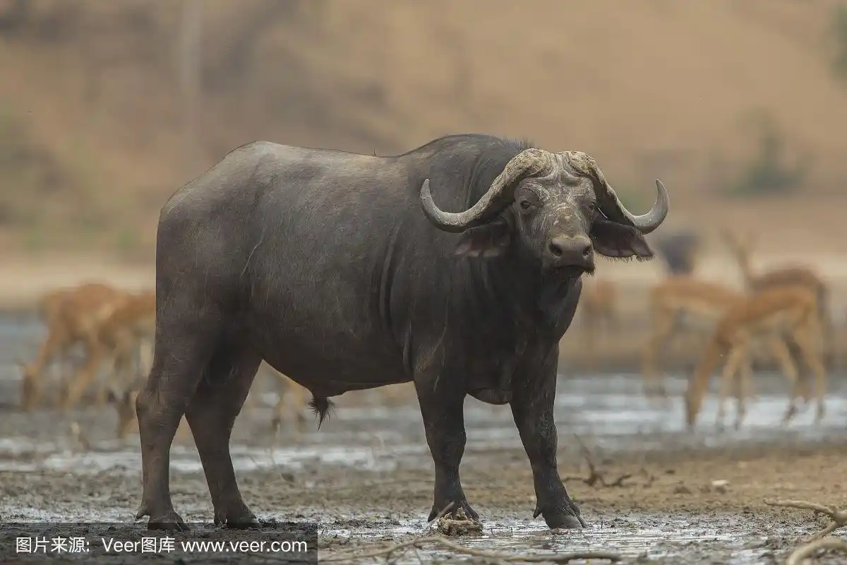 非洲水牛公牛(syncerus caffer)侧面图