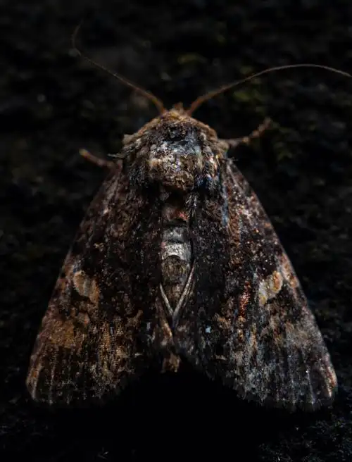 乍一眼看好像灰不溜秋的但放大其实很多颜色