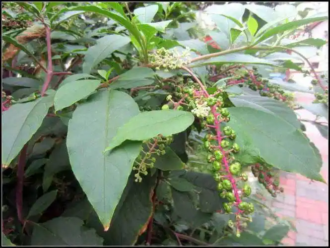 陕西秦岭大山区,生长着一种野生山萝卜,经常吃它对身体有很大的帮助!