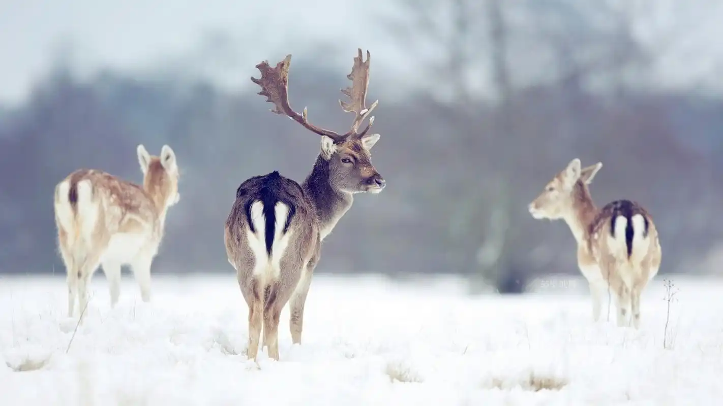 唯美鹿群意境高清宽屏电脑桌面主题壁纸高清大图预览1920x1080_动物壁