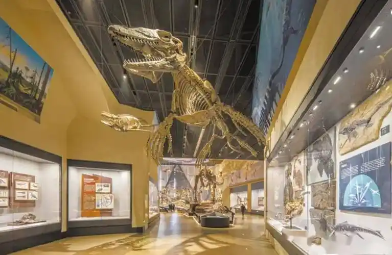 保定值得一去的博物馆——中国古动物博物馆_展厅_化石_文化