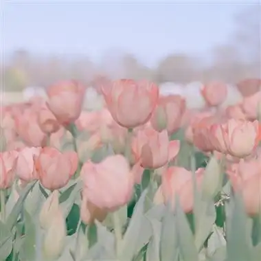 中年人抖音头像(精选12张)