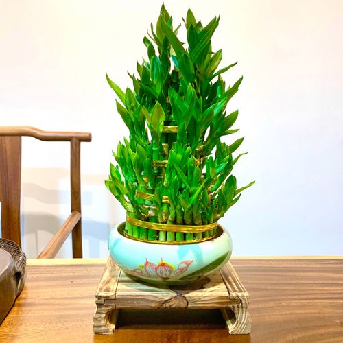 富贵竹植物开运客厅招财盆栽节节高竹塔水培绿植绿植